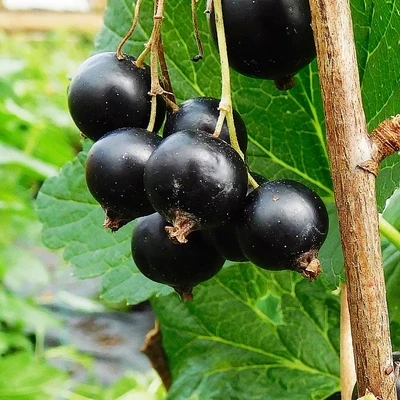 Coacaz negru Ribes nigrum Big Ben P9