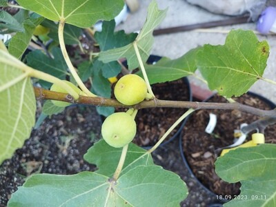 Smochin Ficus carica Marseillaise C2.5