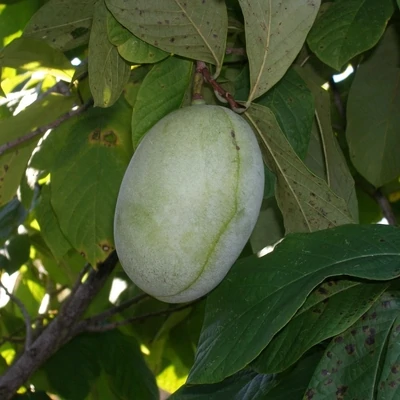 Banana Nordului Peterson Pawpaw Shenandoah