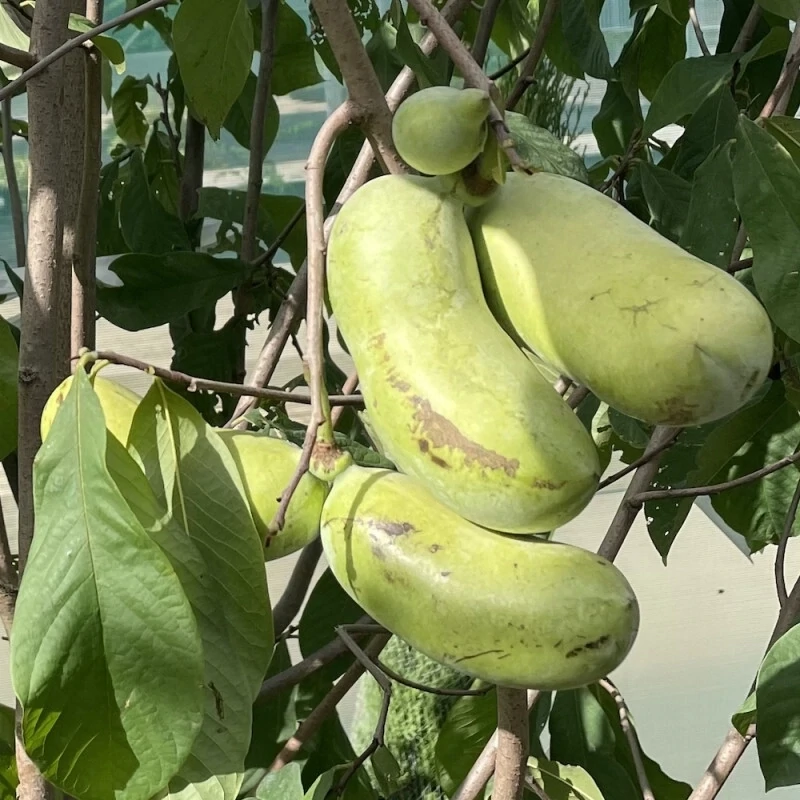 Banana Nordului Pawpaw KSU Atwood