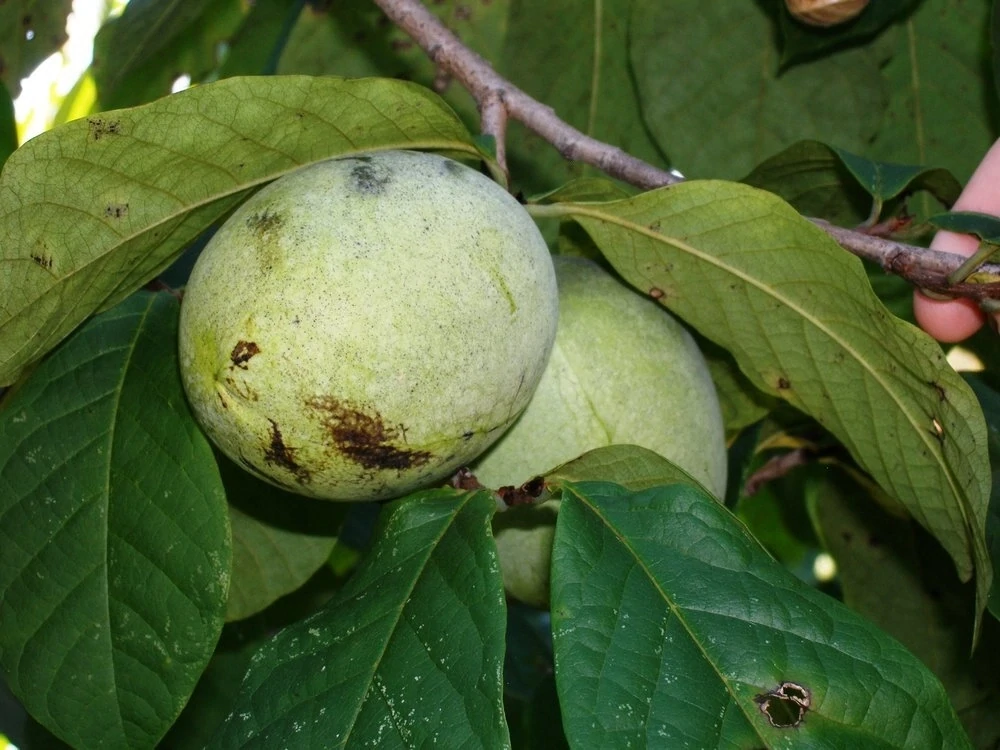 Banana Nordului Peterson Pawpaw Susquehanna