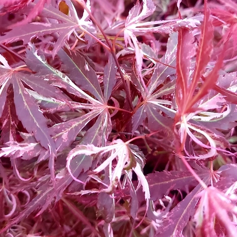 Artar japonez Acer palmatum Extravaganza C2