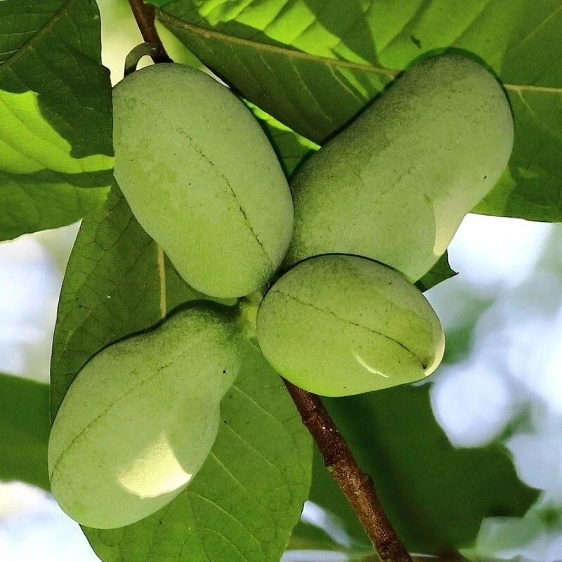 Banana Nordului Pawpaw autofertil Sunflower