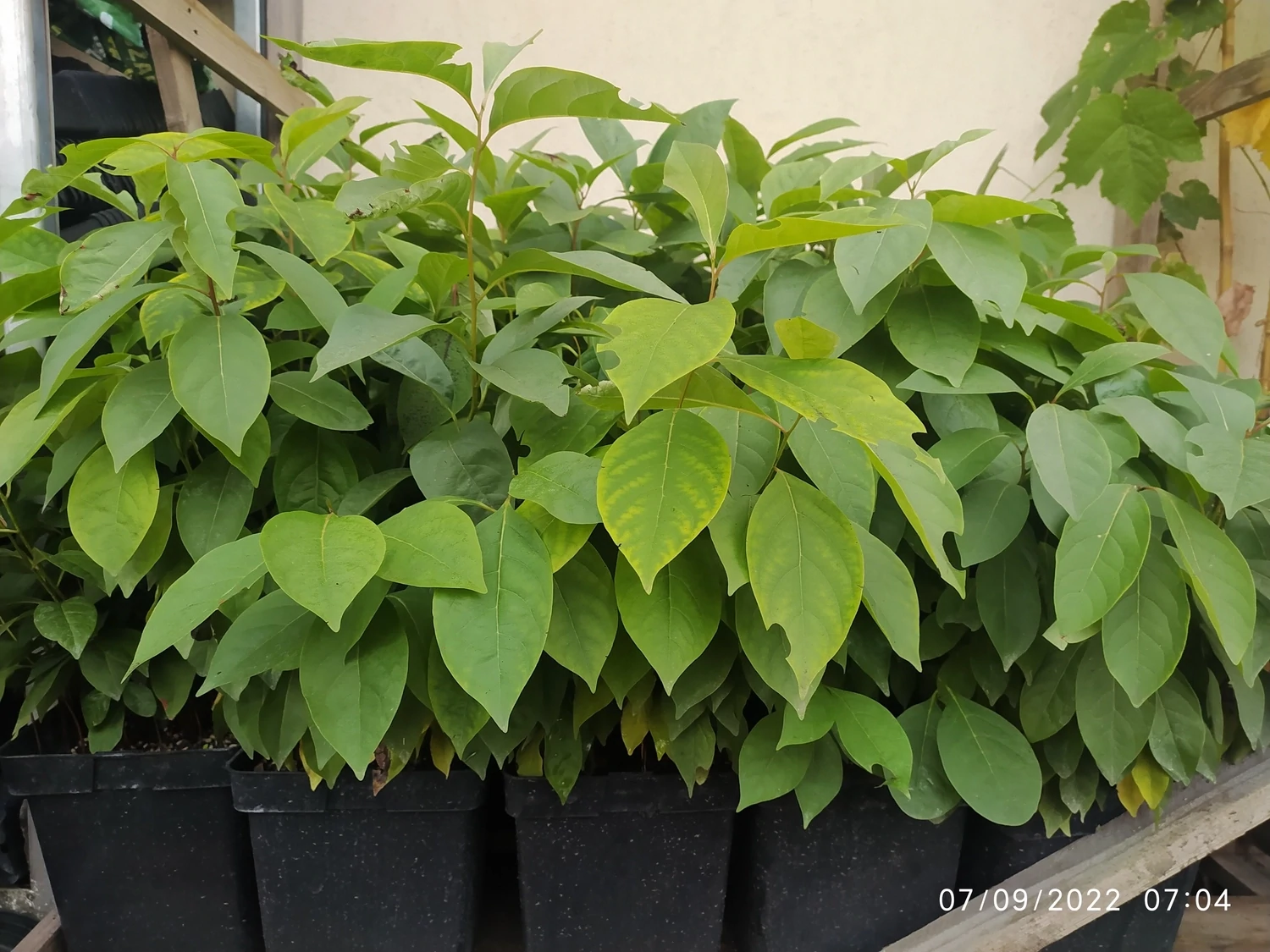 Persimon american Diospyros virginiana RN