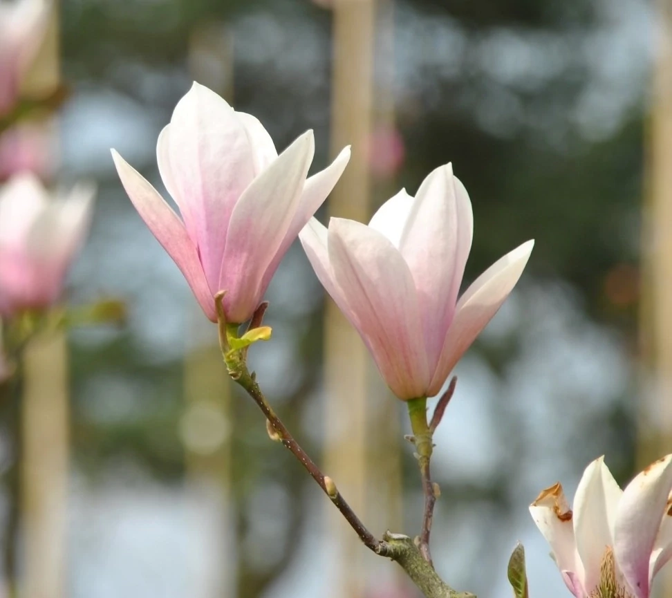 Magnolia liliflora x veitchii Heaven Scent C40