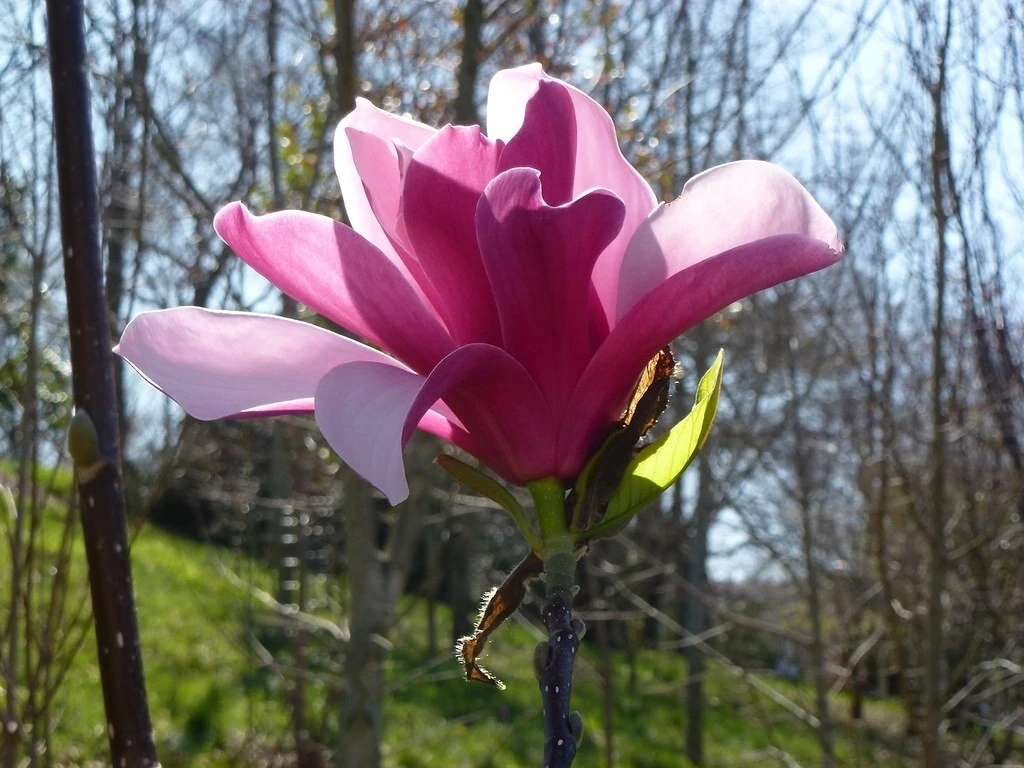 Magnolia liliiflora × veitchii Royal Crown C20