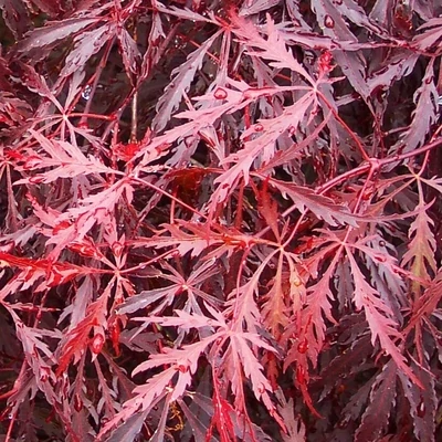 Artar japonez Acer palmatum Tamukeyama C3