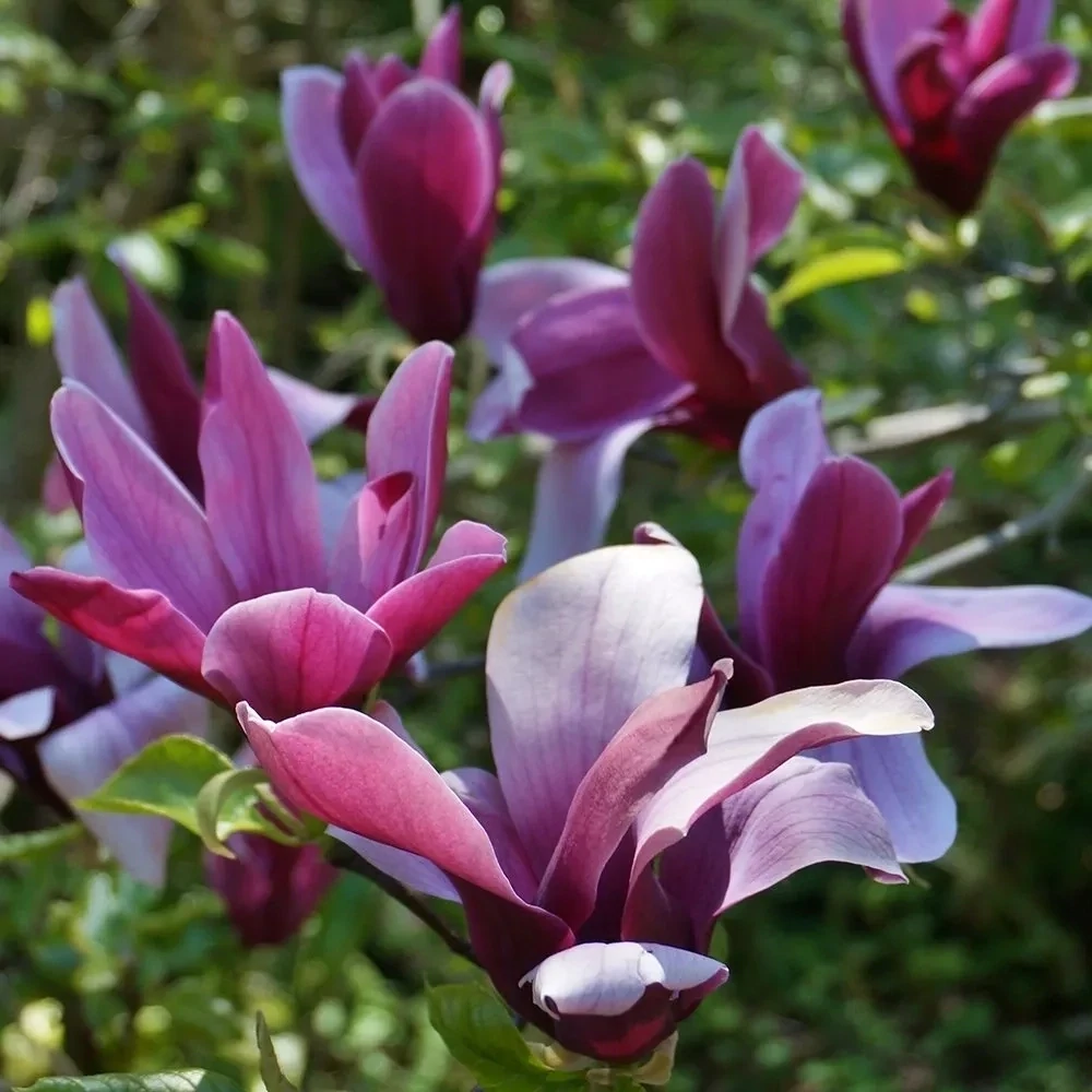 Magnolia liliflora Nigra C10