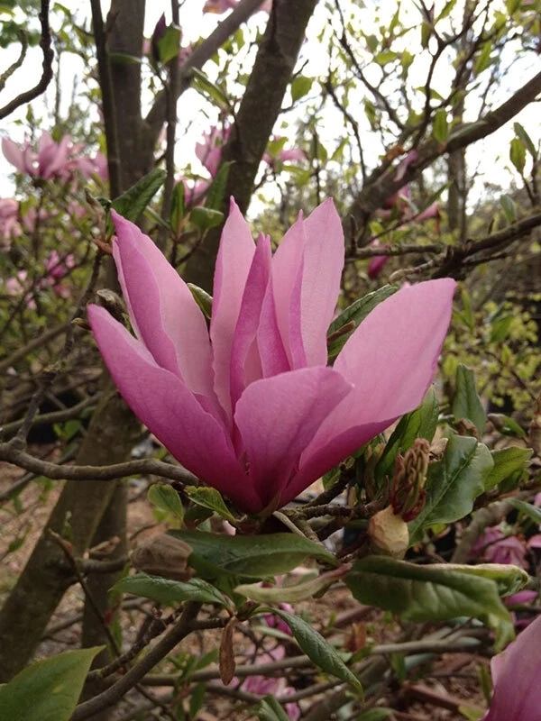 Magnolia liliflora x stellata Susan C18