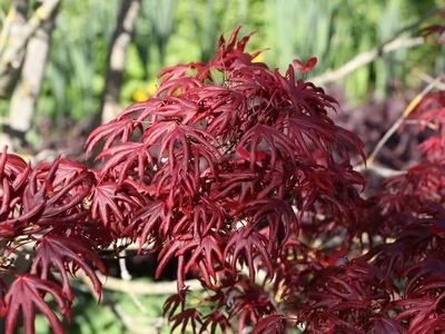 Artar japonez Acer palmatum x shirasawanum Trompenburg C2