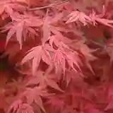 Artar japonez Acer palmatum Sumi-nagashi