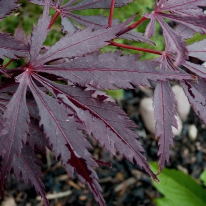 Artar japonez Acer palmatum Black Lace C2