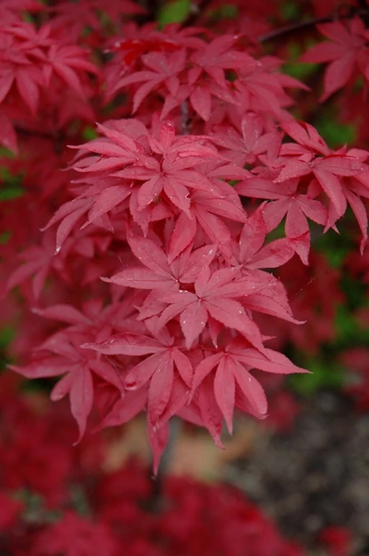 Artar japonez Acer palmatum Twombly's Red Sentinel C2
