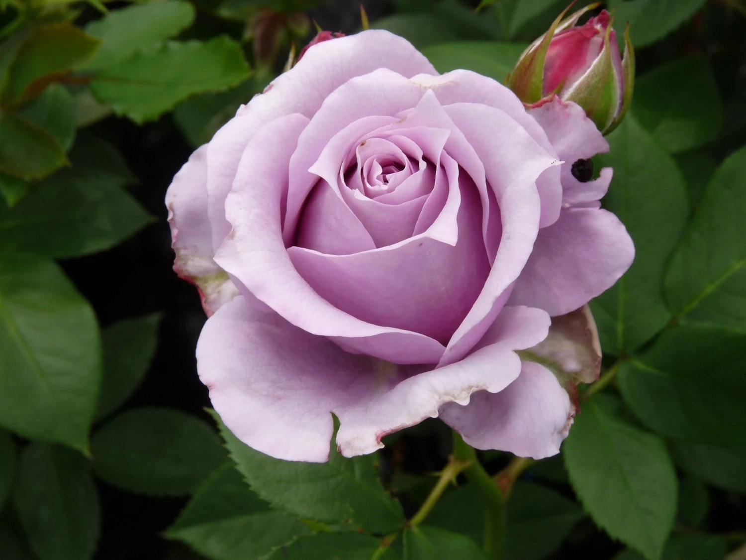 Trandafir Rosa Novalis® RN
