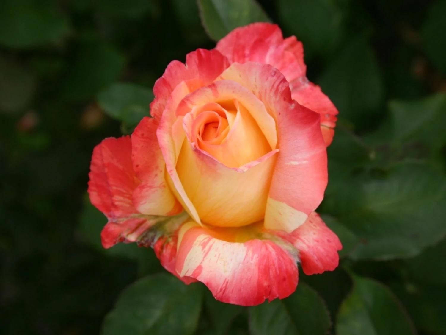 Trandafir Rosa Marvelle® RN