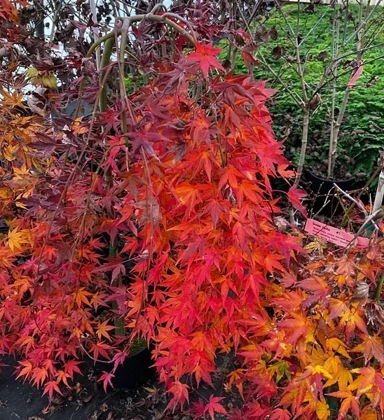 Artar japonez Acer palmatum Ryusen C3
