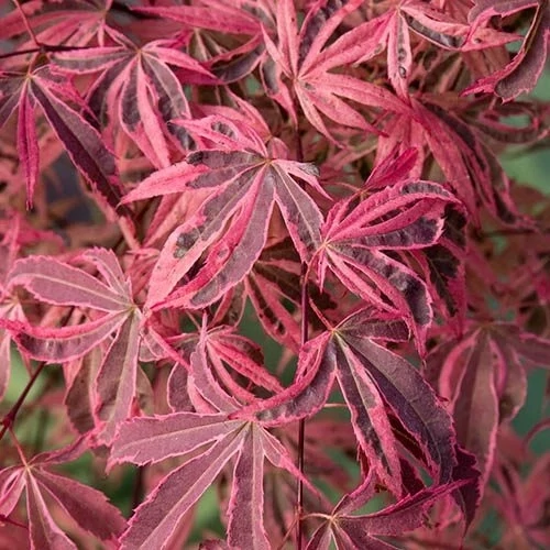 Artar japonez Acer palmatum Shirazz