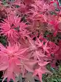 Artar japonez Acer palmatum Deshojo