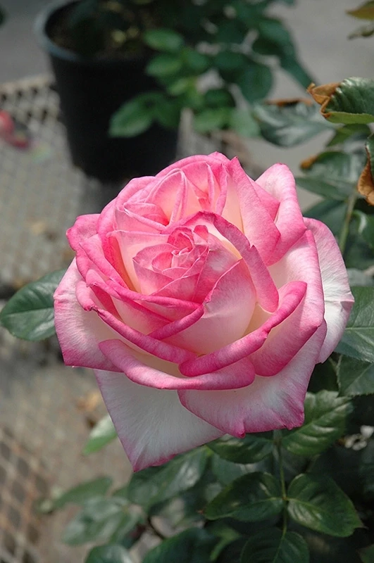 Trandafir Rosa Princesse de Monaco® RN