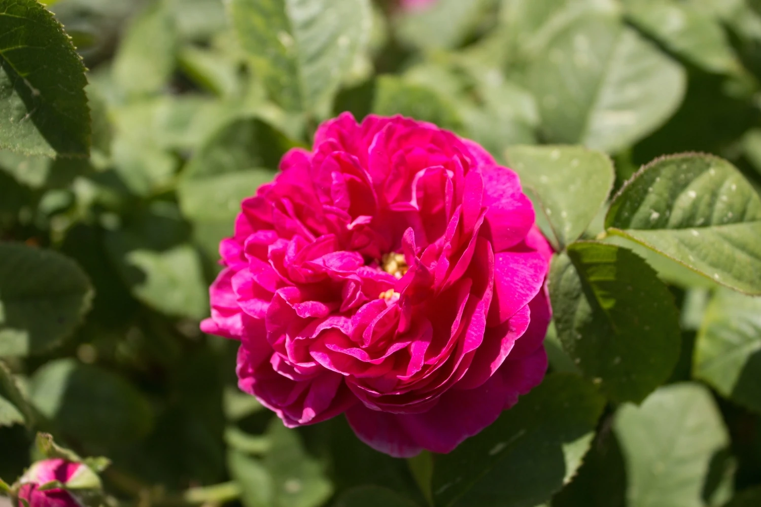 Trandafir Rosa Rose de Rescht RN
