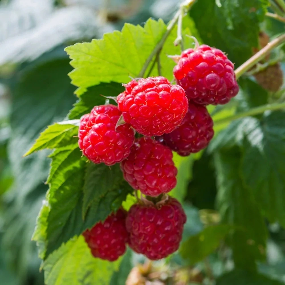 Zmeur Rubus idaeus Willamette P9