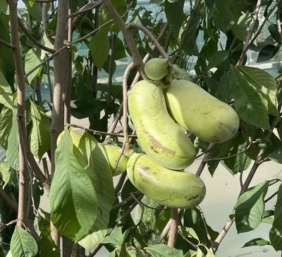 Banana Nordului Pawpaw Halvin