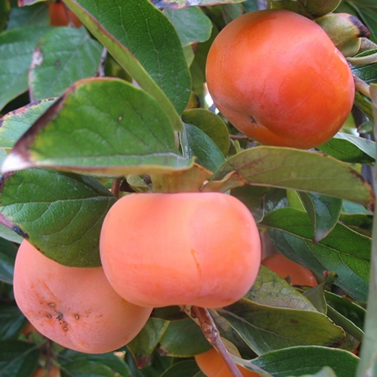 Diospyros Kaki Persimon Fuyu