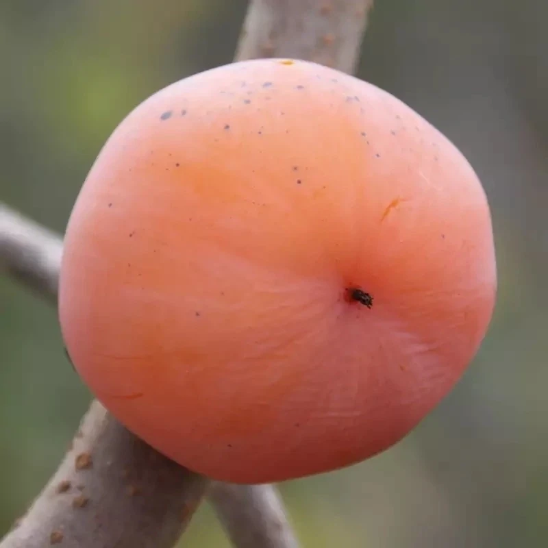 Diospyros virginiana Prok C1