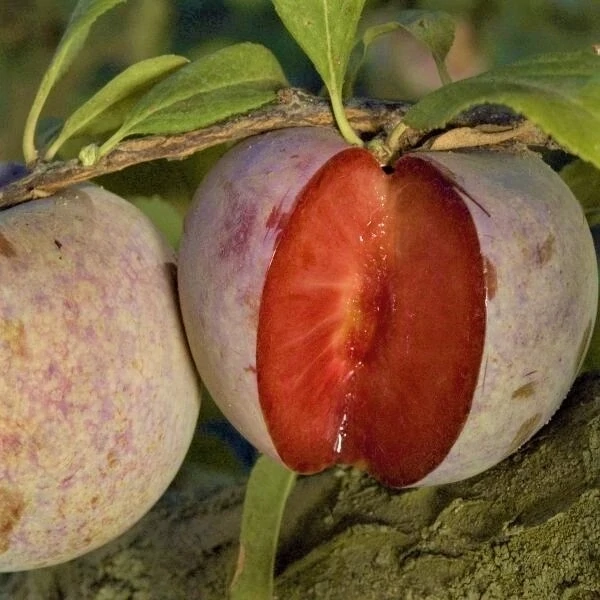 Pluot Prunus armeniaca x Prunus salicina Dapple Dandy RN