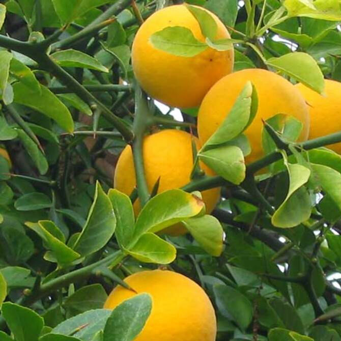 Portocal trifoiat Citrus trifoliata P11 Lamai rezistent la ger Lamai de gradina