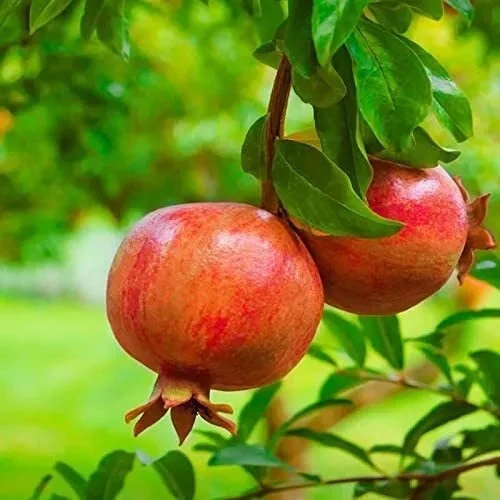 Rodiu rezistent la ger Provence