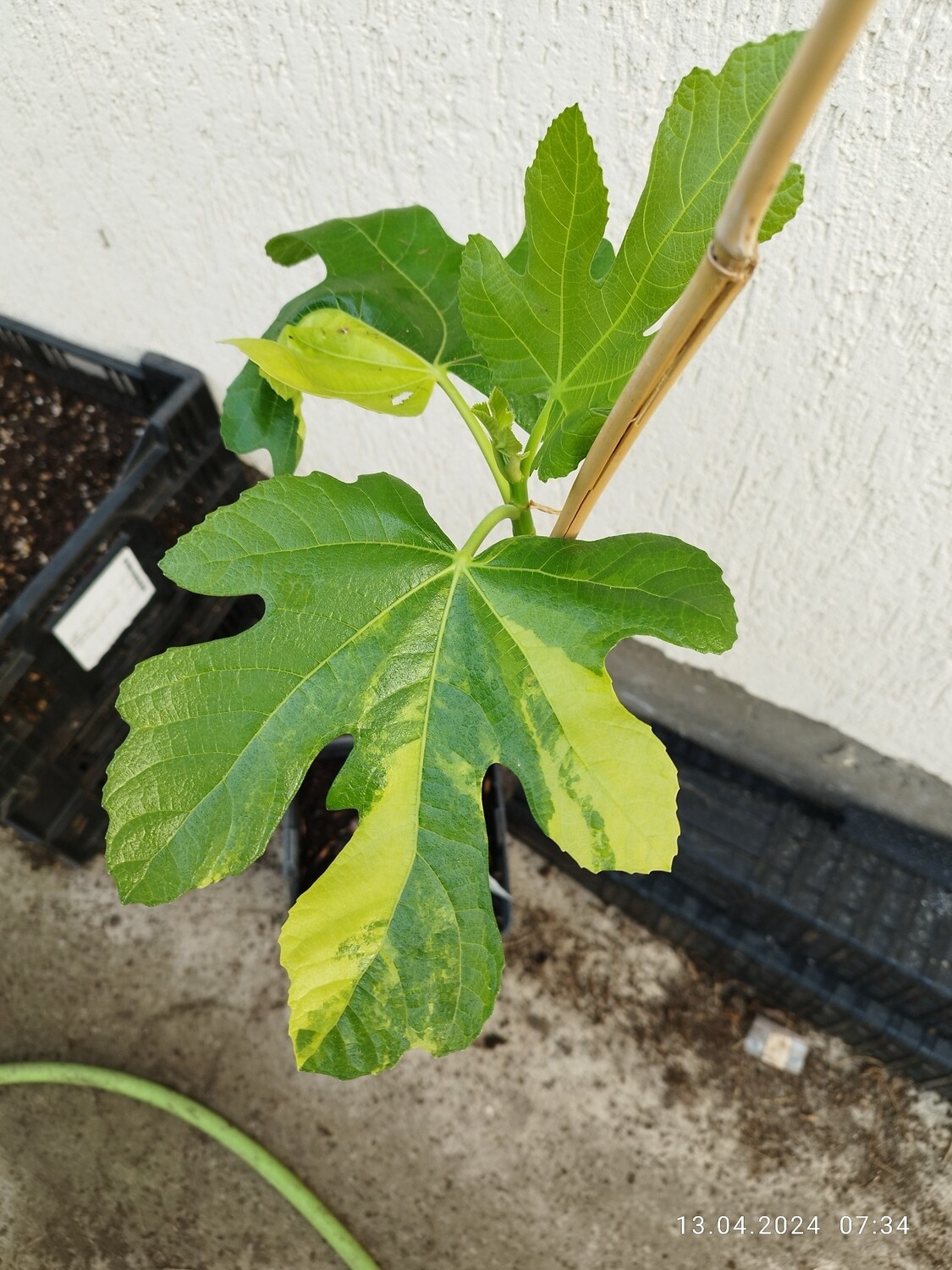 Smochin Ficus carica Jolly Tiger C1