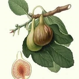 Smochin Ficus carica Cavaliere C1