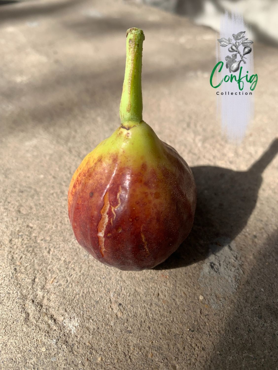 Smochin Ficus Carica &#39;Sals Corleone&#39; în ghiveci, pregătit pentru plantare.