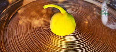 Smochin Ficus Carica &#39;Sarah Absheron&#39; în ghiveci, pregătit pentru plantare.