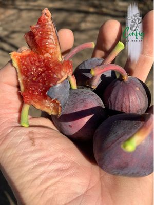 Smochin Ficus Carica &#39;Souadi&#39; în ghiveci, pregătit pentru plantare.