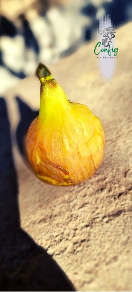 Smochin Ficus carica Alma C2
