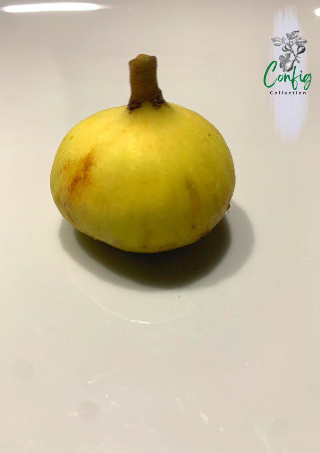 Fruct de smochin &#39;Campaniere&#39; cu coajă verde-gălbuie și formă de pară.
