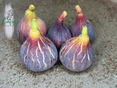 Smochin Ficus Carica &#39;Col de Dame Noire&#39; în ghiveci, pregătit pentru plantare.