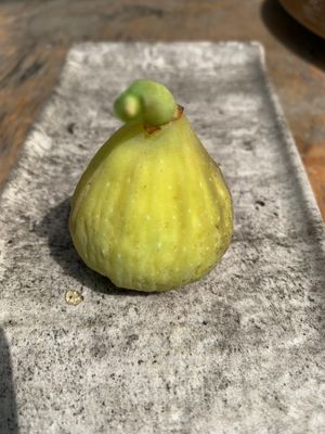 Smochin ‘Pingo de Mel’ cu fructe aurii și pulpă dulce, cu aromă de miere