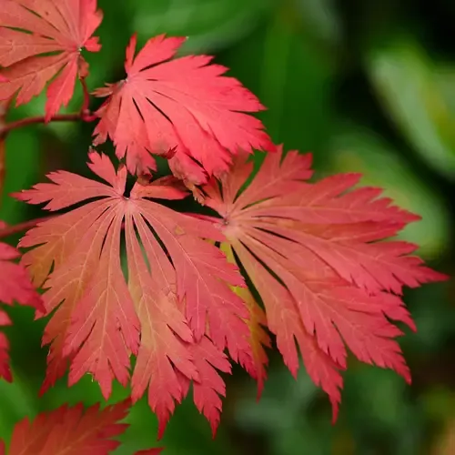 Artar japonez Acer japonicum Aconitifolium