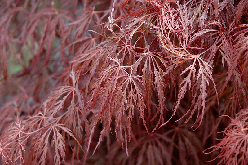 Artar japonez Acer palmatum Crimson Queen