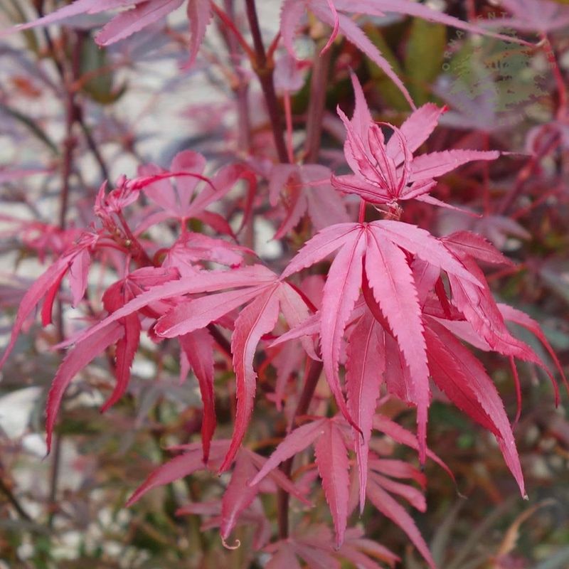 Artar japonez Acer palmatum Shaina