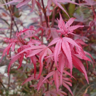 Artar japonez Acer palmatum Shaina