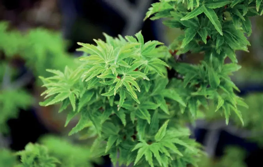 Artar japonez Acer palmatum Shishigashira 