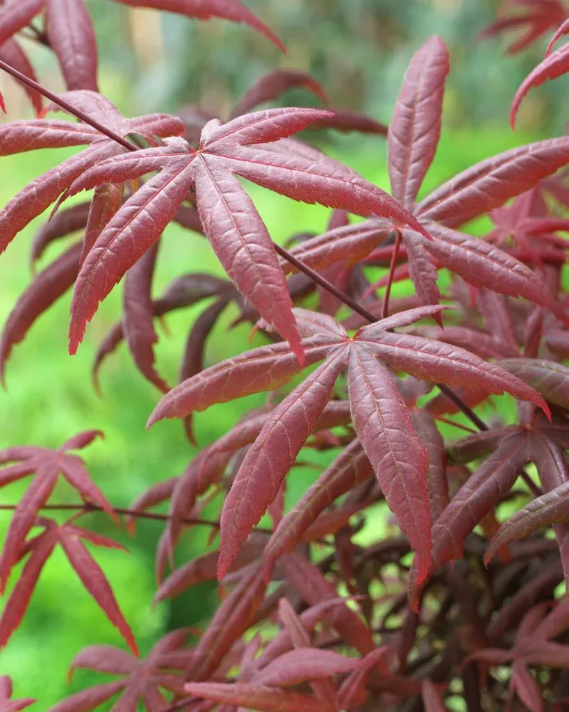 Artar japonez Acer palmatum Peve Starfish