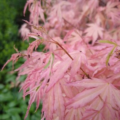 Artar japonez Acer palmatum Taylor C2