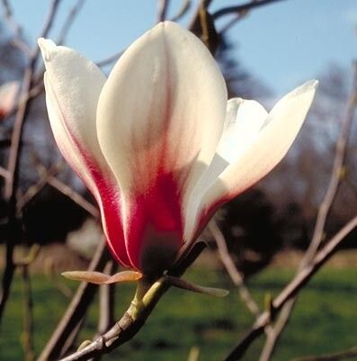 Magnolia Bjuv