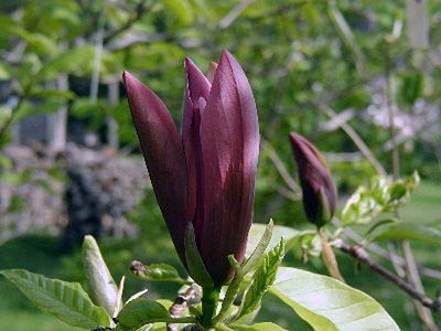 Magnolia brooklynensis Black Beauty 