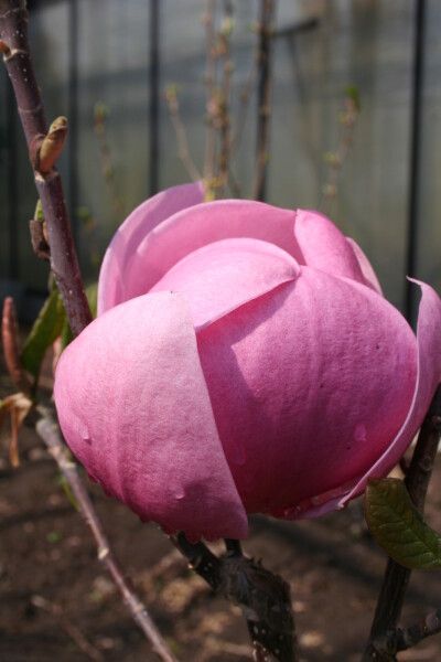 Magnolia Brixton Belle